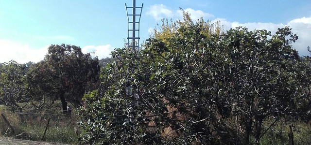 "Fioccano le multe a Catanzaro, ma gli incivili in città non demordono"