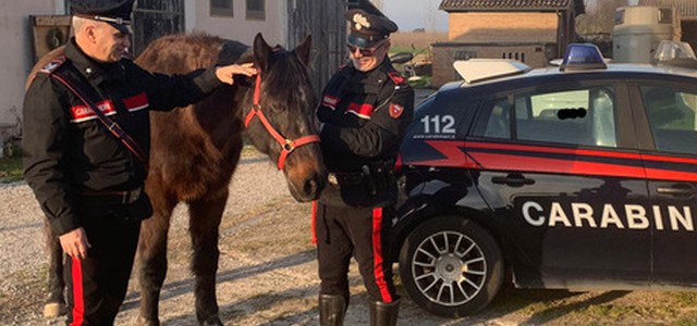 Acquistavano cavalli per ippoterapia, ma li destinavano alle corse clandestine o alla macellazione. Otto denunciati