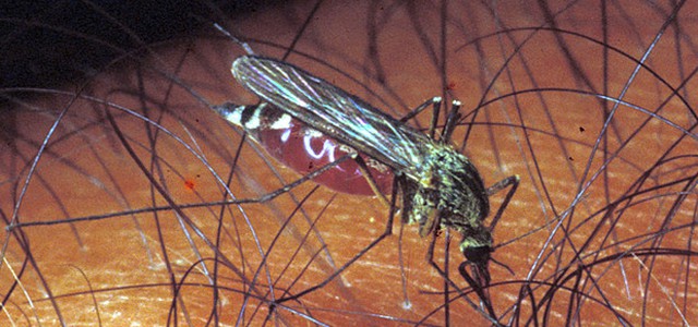 Ad Anzio casi Chikungunya, stop a donazioni sangue