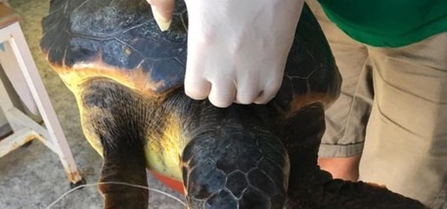 Tartaruga "caretta caretta" soccorsa nel Crotonese