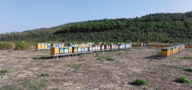 Sequestrate 128 arnie all’interno di un eucalipteto 