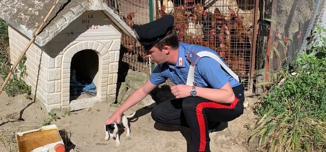 Cagnolino malnutrito e rinchiuso in pollaio, denunciato il proprietario