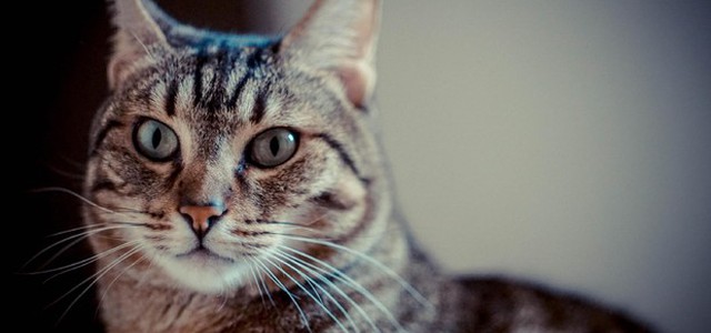 Condannato a Bergamo 'serial killer dei gatti', 3 anni e 6 mesi