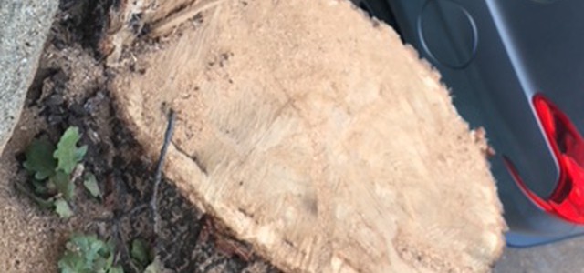 Abbattimento di alberi di alto fusto, Provincia precisa: "Ritenuti a rischio caduta"