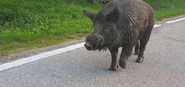 Incidenti stradali e casi di tubercolosi, è emergenza cinghiali nelle Preserre catanzaresi