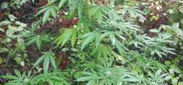 Rinvenimento e distruzione di 83 piante di marijuana nel Comune di Isola Capo Rizzuto