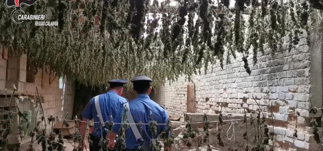 Scoperto essiccatoio con 7mila piante di marijuana