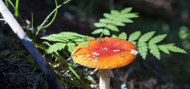 Muore per funghi velenosi, moglie grave
