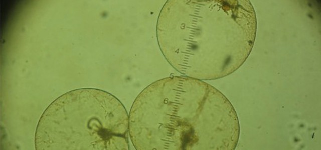 Arpacal: trovata microalga nello Jonio calabrese