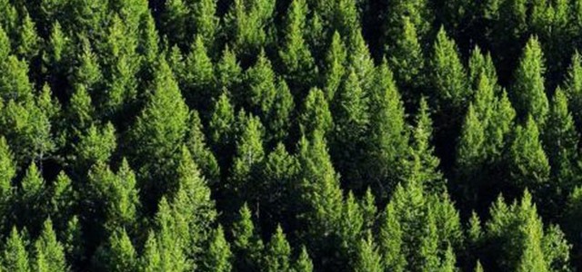 Dal PSR 13 milioni di euro contro incendi e calamità naturali