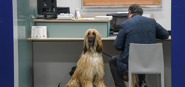 Nasce mutua per cani e gatti, costerà 120 euro all'anno