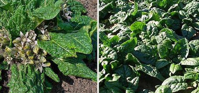 Mandragora negli spinaci, 5 in ospedale