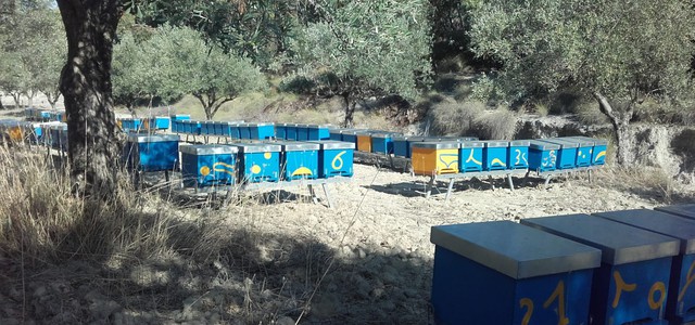 Alveari non dichiarati, sequestrate 135 arnie