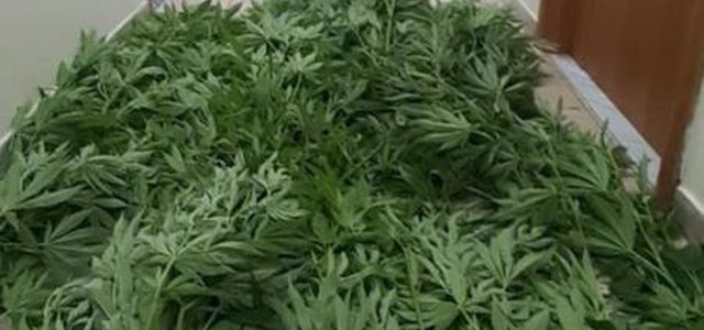 Coltivava marijuana in giardino, arrestato 66enne nel Catanzarese