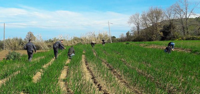Lavoratori in nero nei campi della cipolla di Tropea