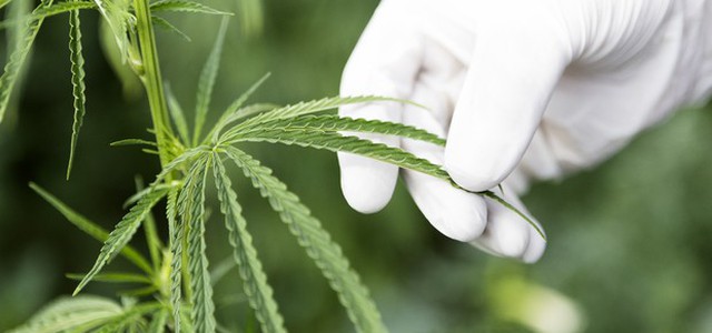 Appello del British Medical Journal,è ora di legalizzare e tassare droga