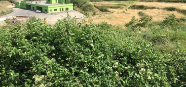 Ferrara (M5S) riaccende i riflettori sul mancato ripristino dell'orto botanico di Girifalco