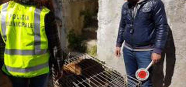 Lotta al randagismo: riprendono le attività di cattura