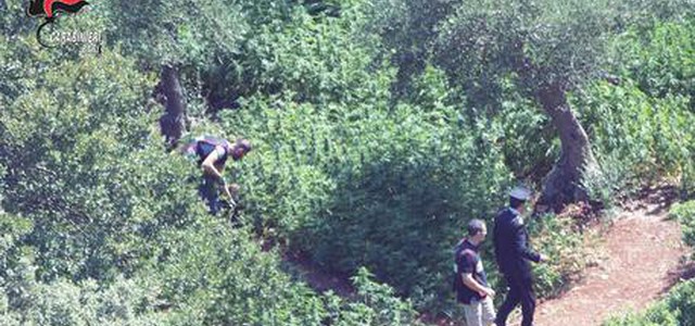 Trovate 2 piantagioni canapa, un arresto