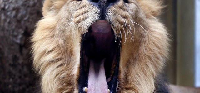 Sos per il re della foresta, leoni quasi dimezzati in 20 anni