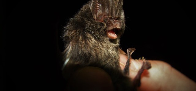 Rari pipistrelli in Aspromonte: certificata la qualità dell'area protetta