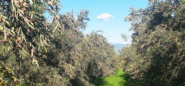 Coldiretti Calabria: in Calabria perdita secca di 400 milioni tra filiera olivicola e l’indotto