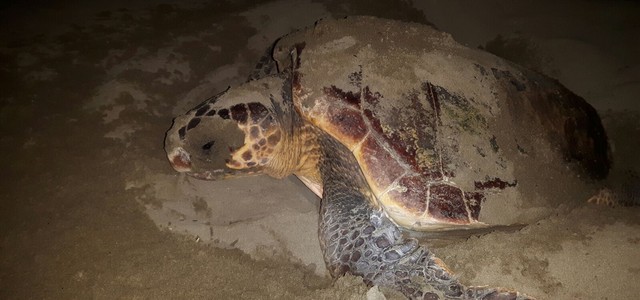 Tartarughe: in Calabria quasi distrutto un nido. Volontari WWF lo salvano