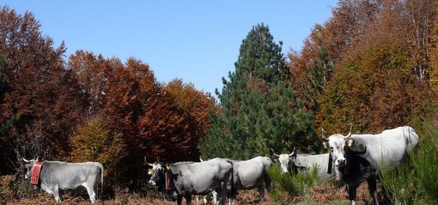 Approvata la Legge sulla tutela della biodiversità agraria