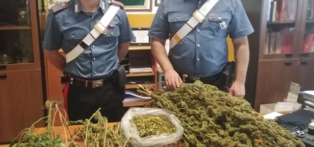 Catanzaro, trovato in possesso di 1,9 kg di marijuana: arrestato trentenne