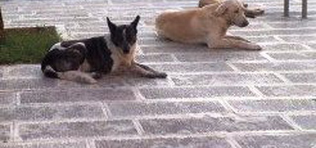Emergenza randagismo: da domani ripartono le catture dei cani