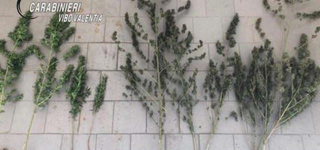 Trovato con 12 piante marijuana, arrestato