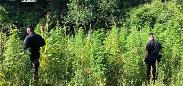 Droga: scoperta piantagione canapa, arrestato 65enne
