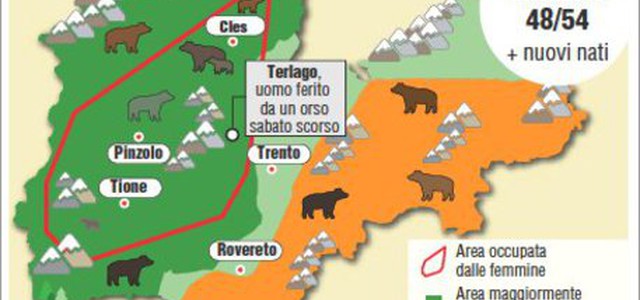 Si cerca orso in Trentino, cattura o abbattimento