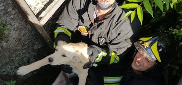 Recuperato cucciolo di cane all'interno di un canale per il deflusso delle acque