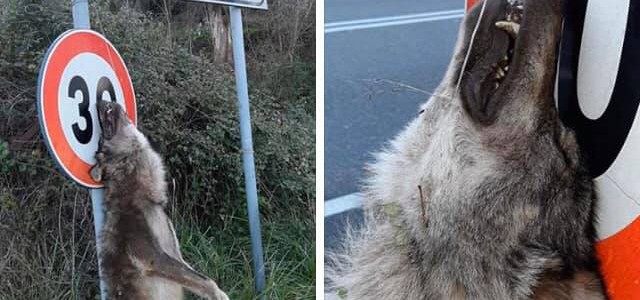 ORRORE A CATANZARO: LUPO IMPICCATO all'ingresso di Marcellinara.