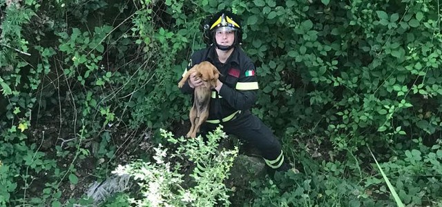 Cagnolino caduto in un dirupo, salvato dai vigili del fuoco