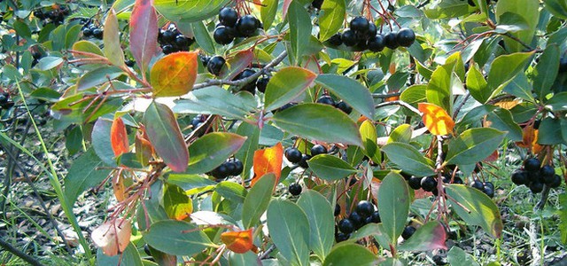 Alghe, licheni e radici, si cucina con le piante selvatiche