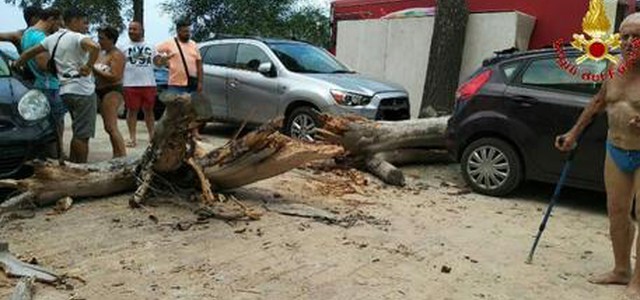Cade albero su strada, nessun ferito