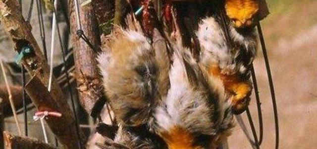Dal Nord in Calabria per cacciare, 4 denunce: abbattuti 3.125 uccelli