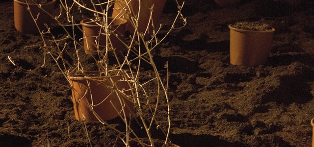 Al Marca "Memoria di un Giardino" mostra di Maria Luigia Gioffrè