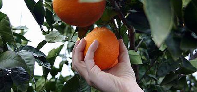 Coldiretti: siamo la seconda regione produttrice di agrumi