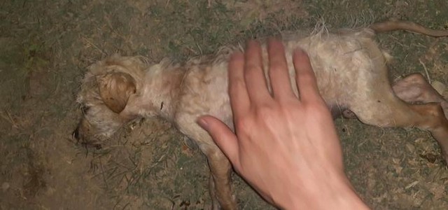 Cucciolo abbandonato cade in vasca raccolta acque, salvato