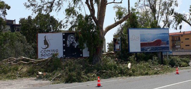 Riccio: "Al via potatura albero su viale Crotone, sindaco non lasci ex cinema Orso nel degrado"
