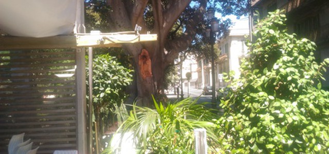 Ramo albero su gazebo a Reggio, non ci sono feriti
