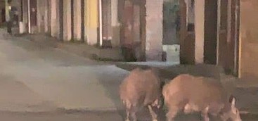 I cinghiali scorazzano all'alba nel quartiere Santa Maria di Catanzaro