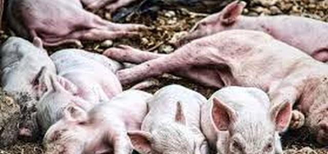 Coldiretti: con le frontiere colabrodo peste suina in agguato subito etichetta .