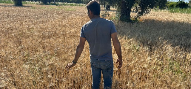 TERZA FESTA DEL GRANO PER IL MAJORANA. GIOVEDÌ 5 GIUGNO NEI CAMPI DELL’AGRARIO. RENDICONTO ANNO SCOLASTICO IN CHIUSURA E NUOVI PROGETTI PER IL FUTURO