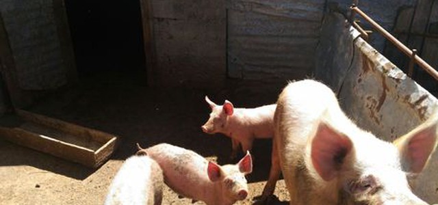 Finanza sequestra prodotti alimentari