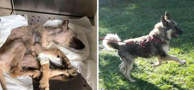 Cane trovato con gravi ferite in un fosso, guarito grazie Enpa