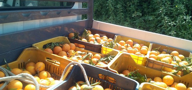 Coldiretti: aumento al 20% di succo nelle aranciate fa volare il prezzo delle arance da industria